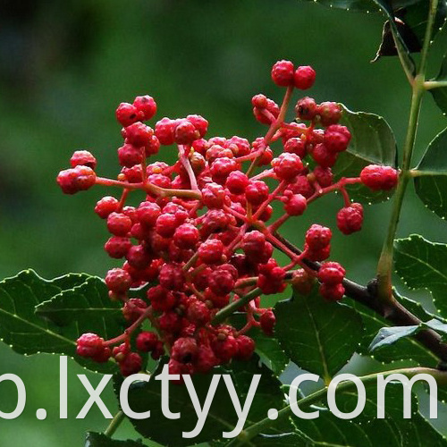 sichuan pepper red tea